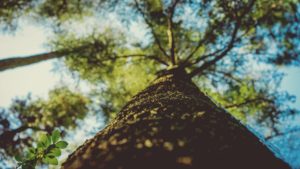 Tree Services Winnipeg Stonewall